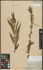 Foto von Salix purpurea L. x Salix viminalis L.